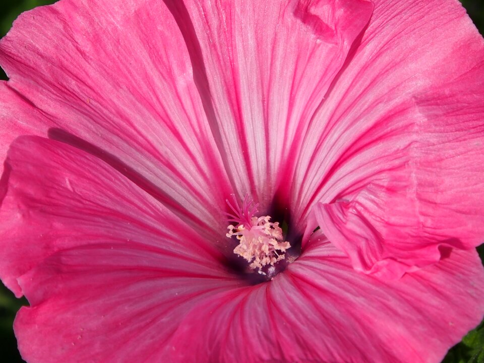 Bloom garden hollyhock flower