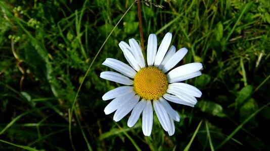 Daisy flowers bloom