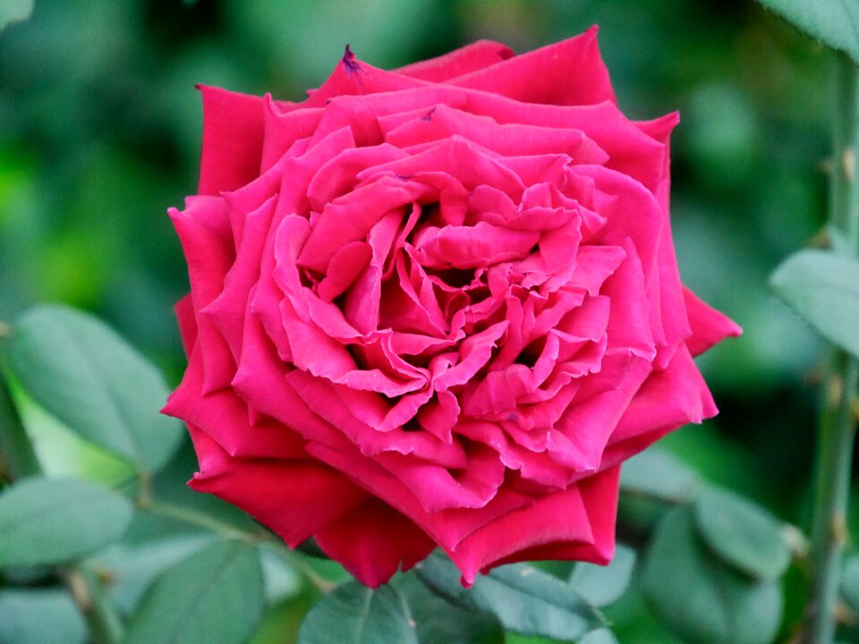 Flora malaga