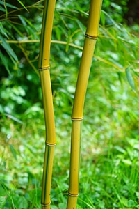 Yellow woody node bamboo