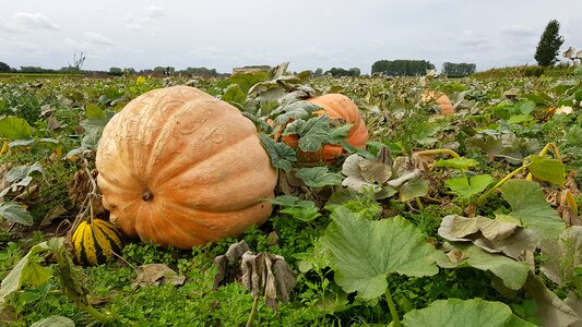 Autumn ripe growth