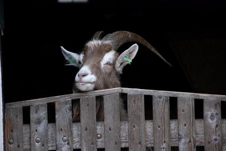 Portrait farm animals