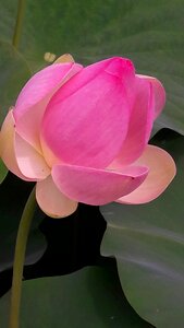 Flower lotus garden