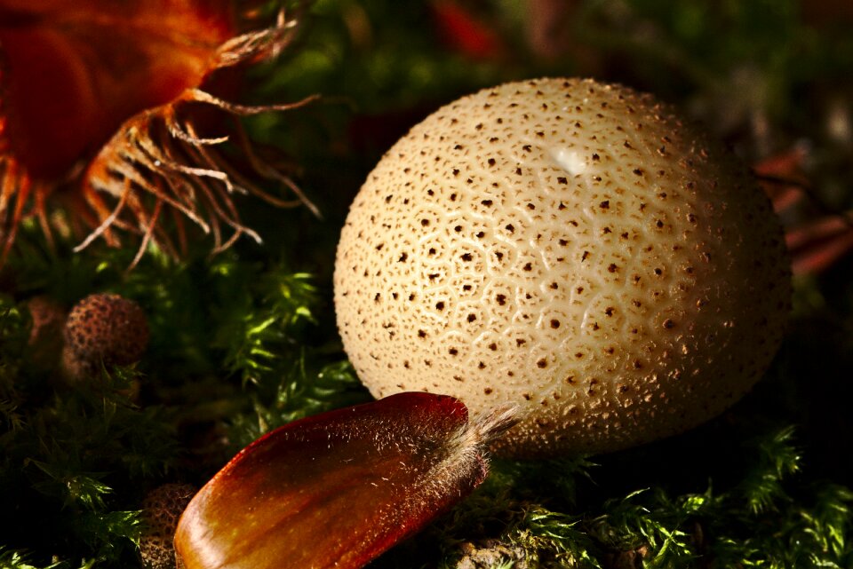Forest autumn forest mushroom
