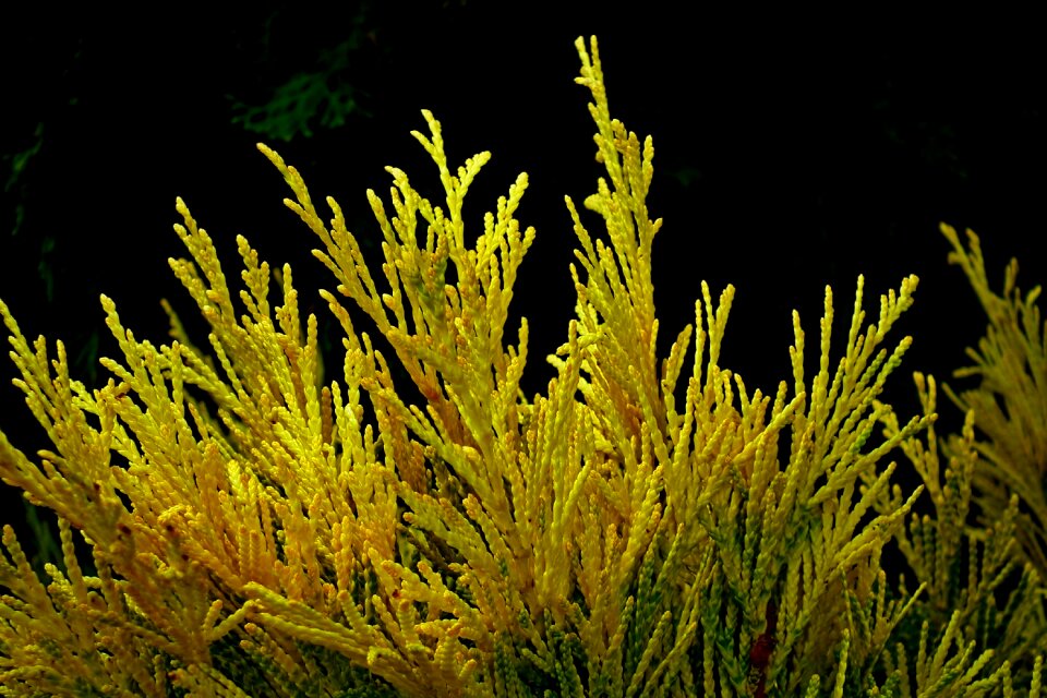 Golden sprig nature