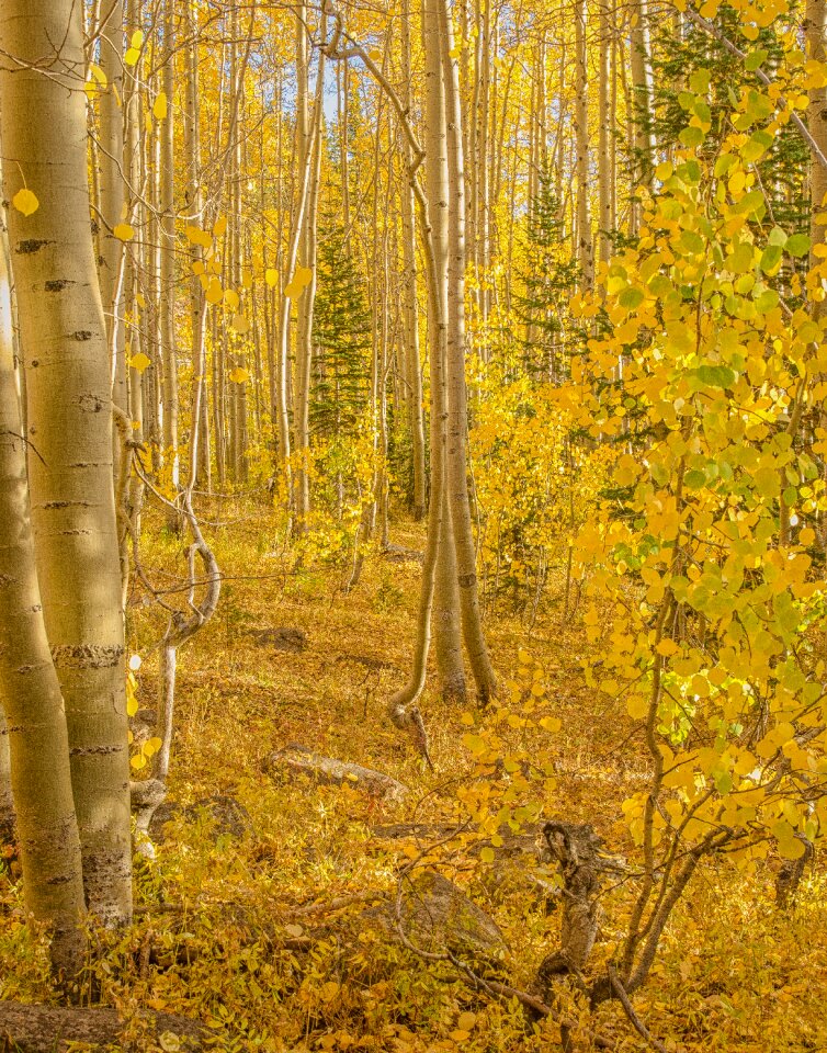 Forest trees fall photo