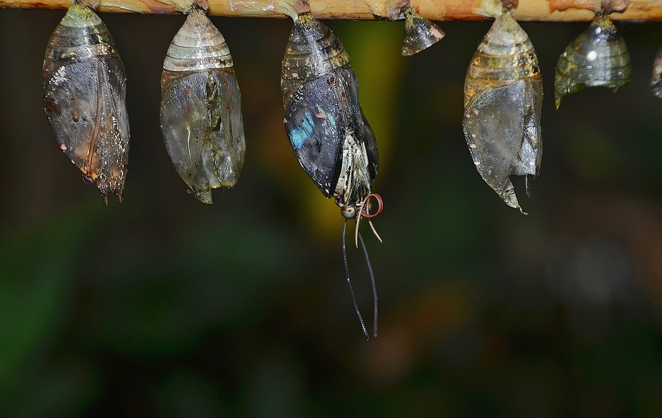 Larvae insect larvae macro photo