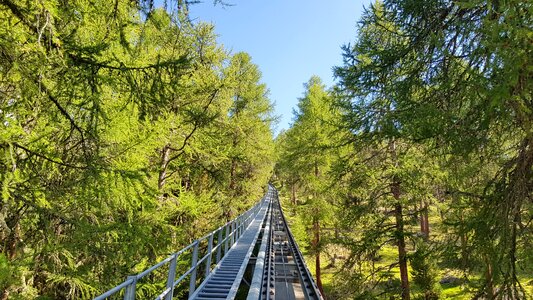 Mountain railway forest trees photo