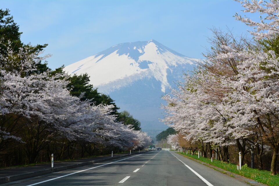 Cherry blossoms corridor mountain