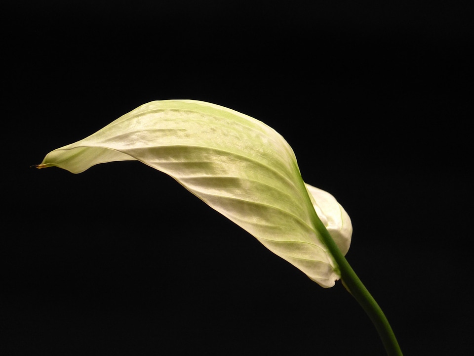 Spathiphyllum flower blossom