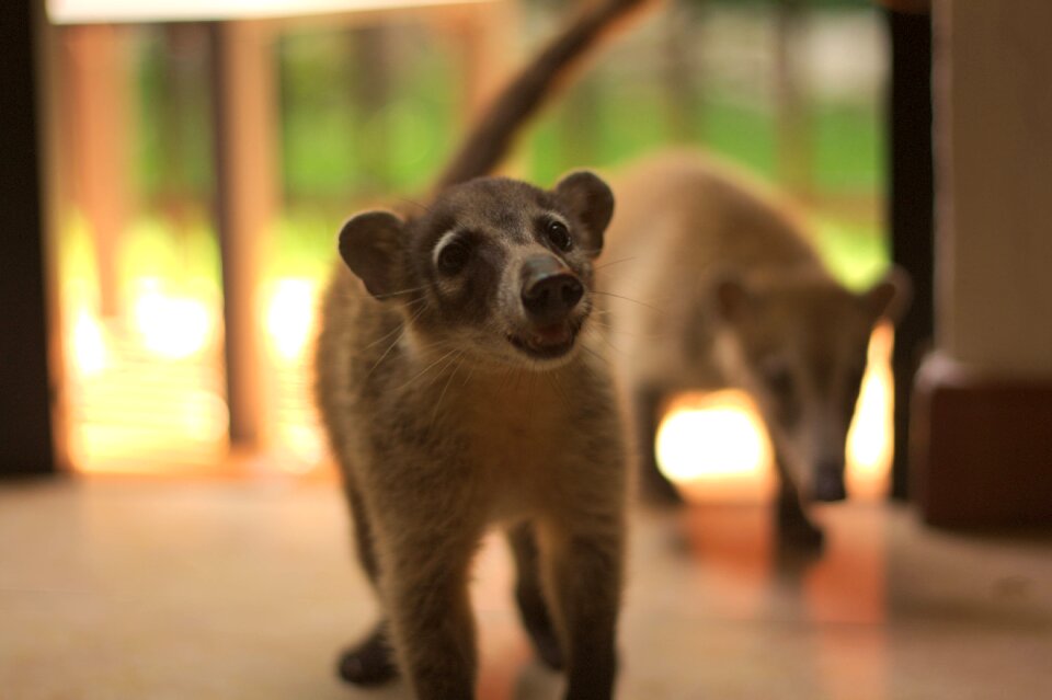 Animals fauna animal