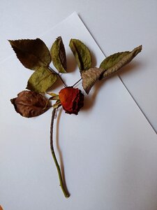 Withered flower red rose nature photo
