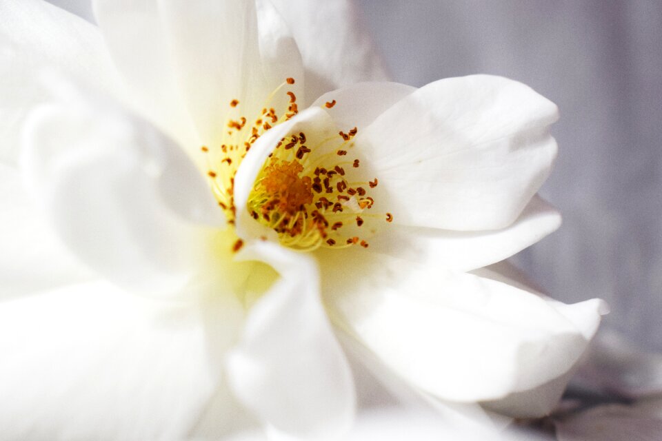 White rose natural flowers