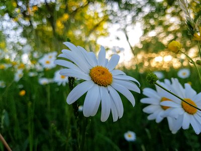 Spring plant beauty photo