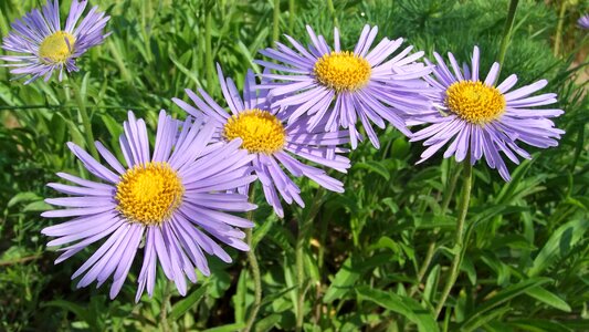 Flower bloom in the summer of