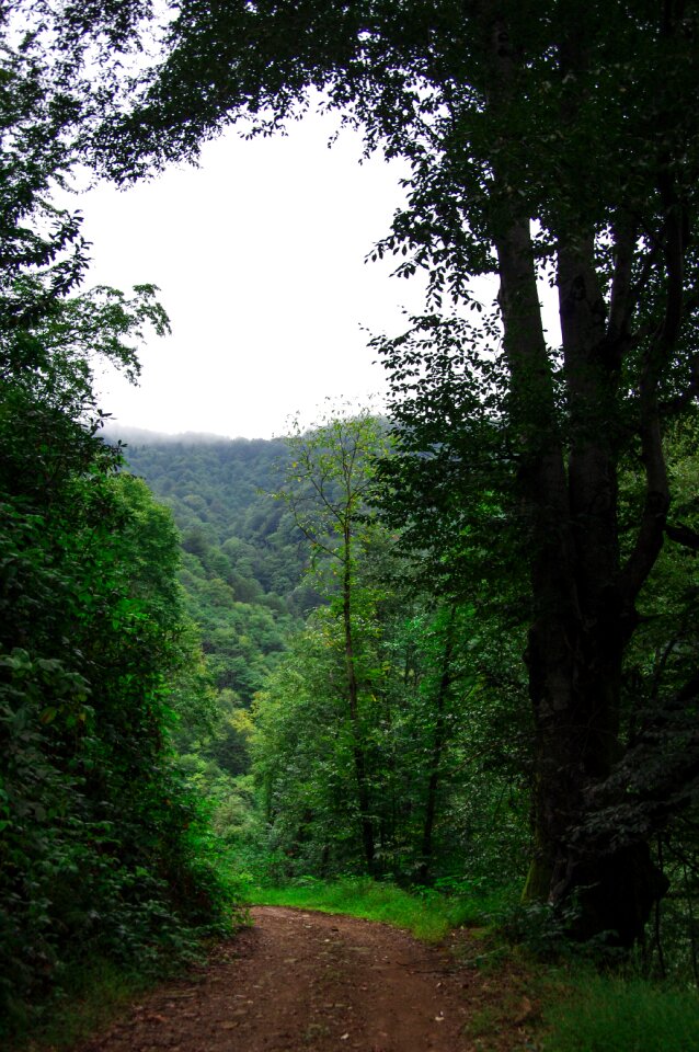 Rize turkey tree
