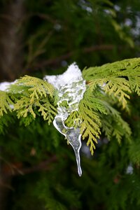Winter tree cold