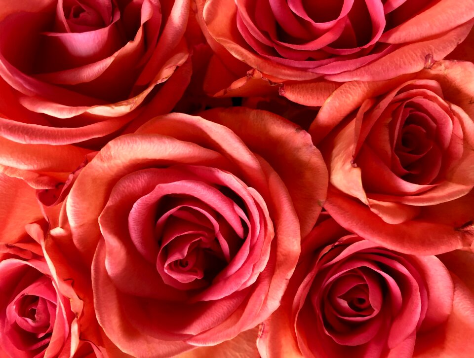 Flower romance petal