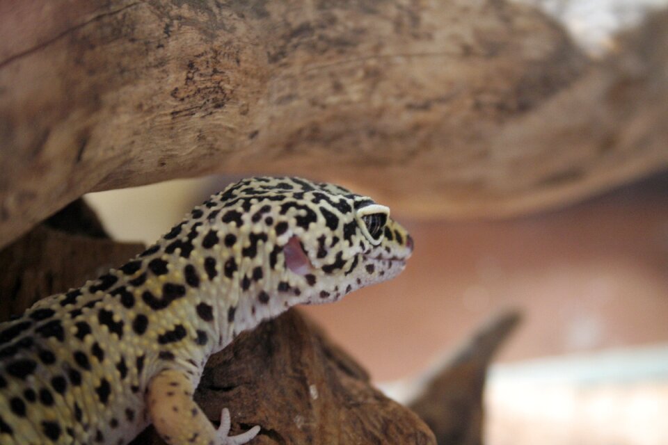 Tokay gecko cooking gecko leopard geckos