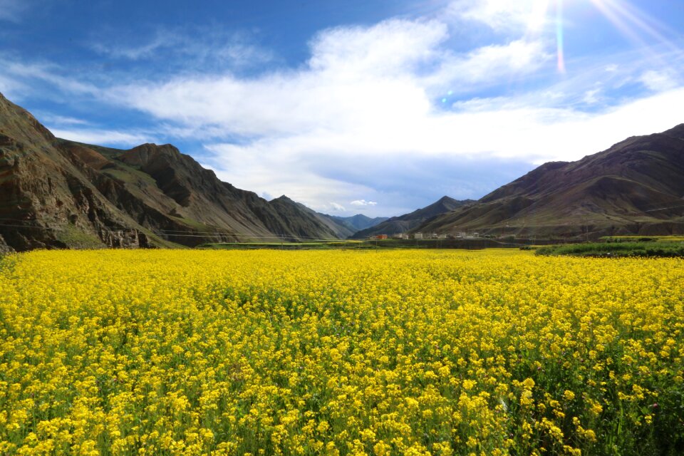 Flower field tibet