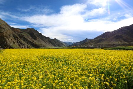 Flower field tibet