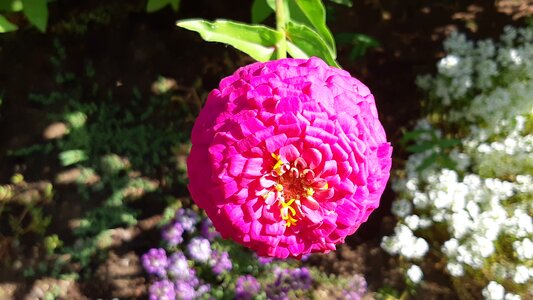 Pink flower pink flowers pink photo