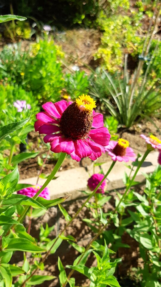 Pink flower pink flowers