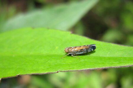 Insect the bodice green