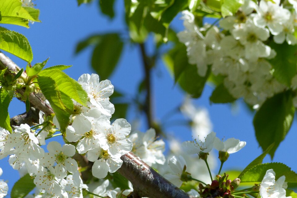 Nature garden white