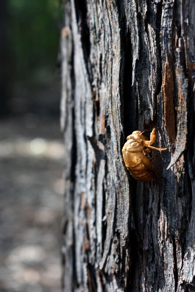 Bug wildlife nature