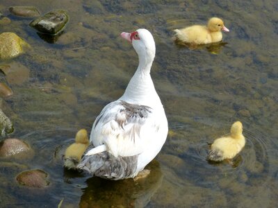 River swim chicks photo