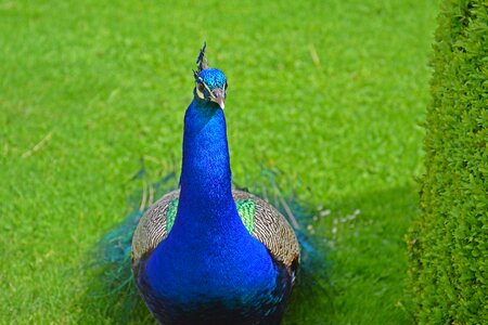 Green grass blue