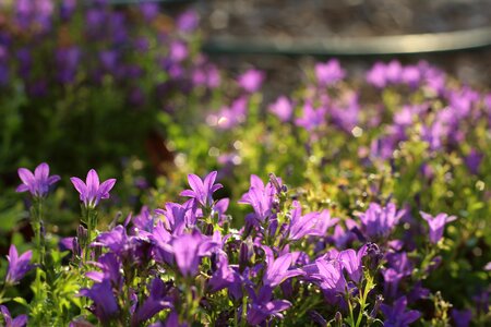 Nature garden color