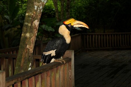 Side view bird