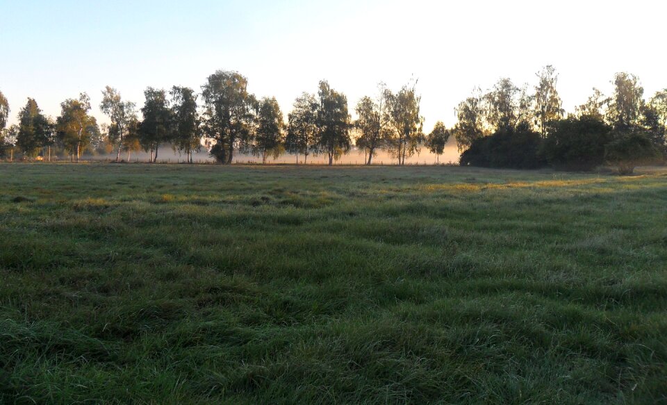 Morgenrot meadow grass