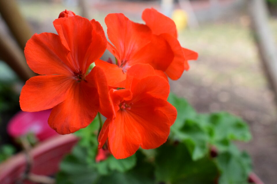 Flowers petal garden