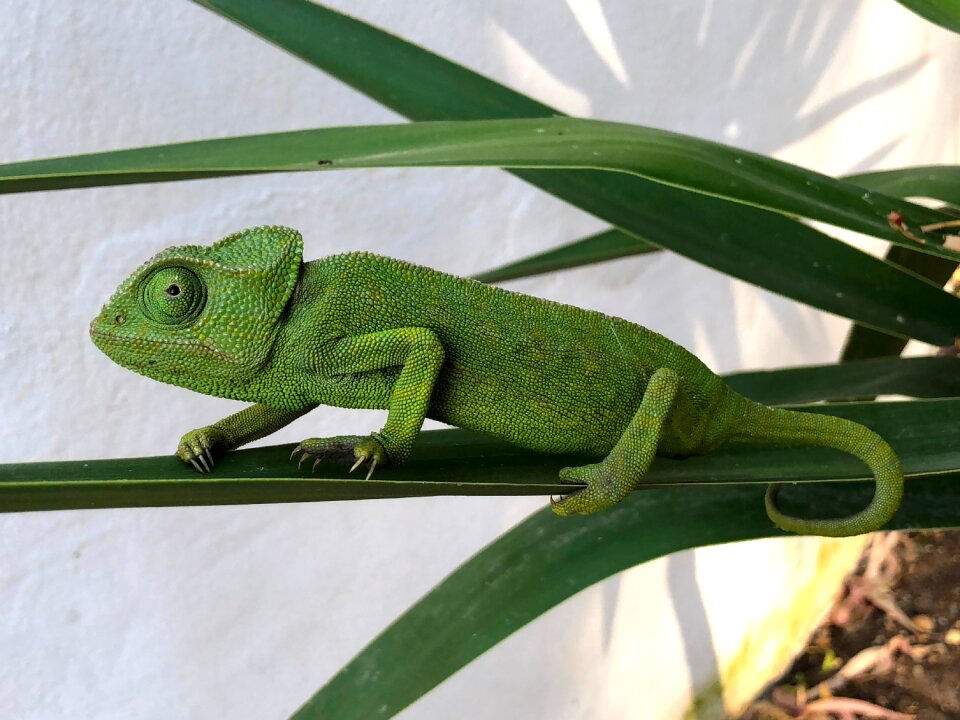 Colorful green camouflage