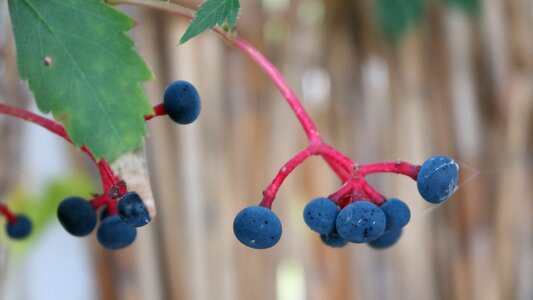 Autumn grapes sheet