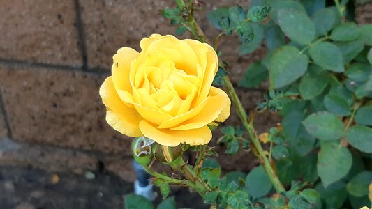 Yellow flowers yellow roses rose photo