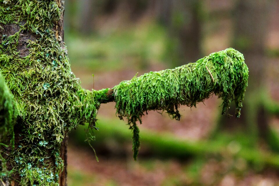 Cool tree vegetation