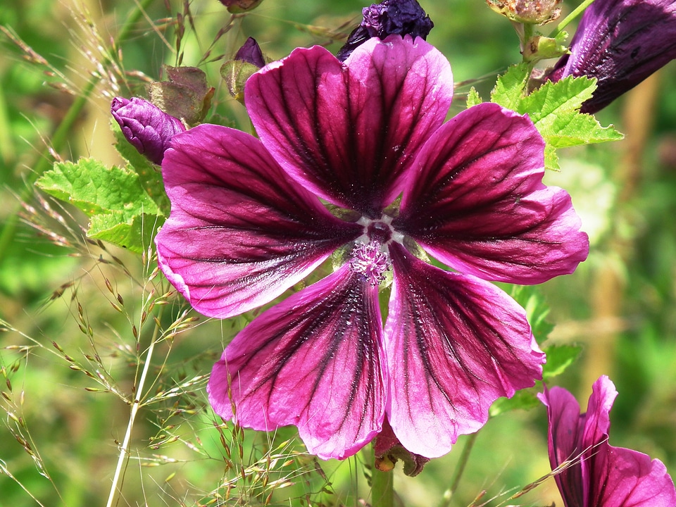 Wine red blossom bloom