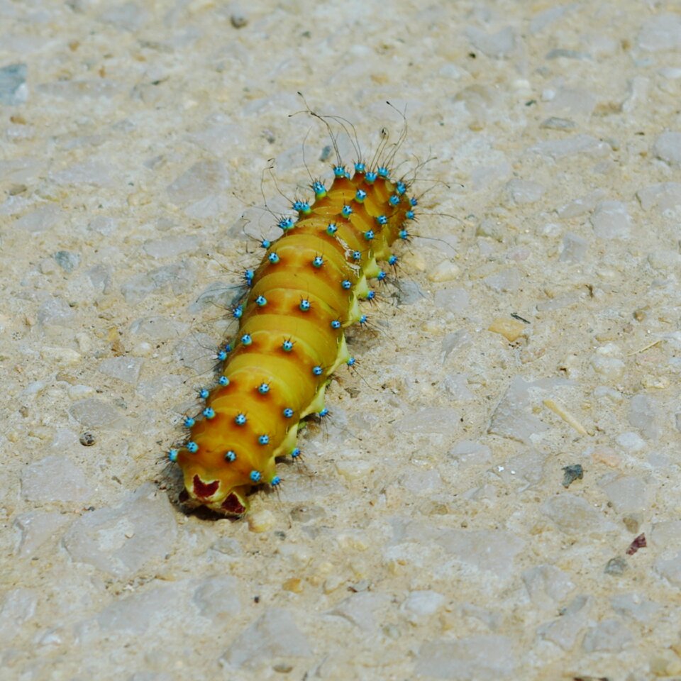 Blue yellow insect