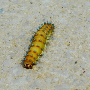 Blue yellow insect