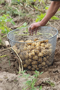 Basket nature bauer