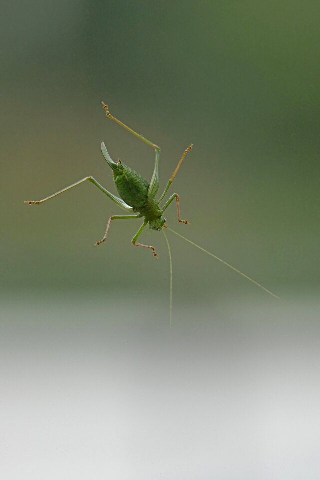 Insect nature acrididae