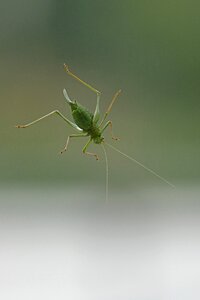Insect nature acrididae