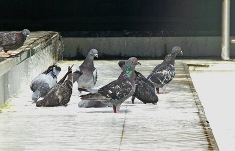 Bath pigeon animals