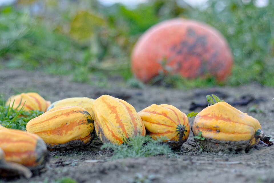 In the fall autumn decoration