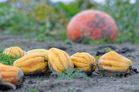 In the fall autumn decoration
