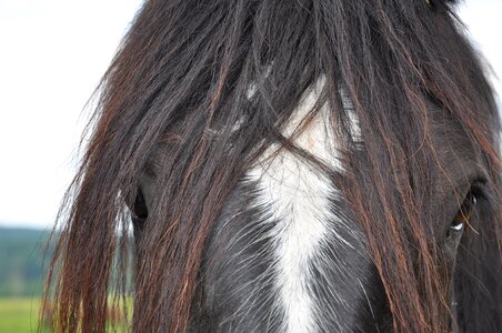 Animals black horses photo